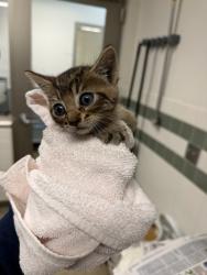 Shelter Stray Unknown Cat last seen , Los Angeles, CA 91405