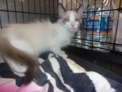 Shelter Stray Female Cat last seen , Los Angeles, CA 91405