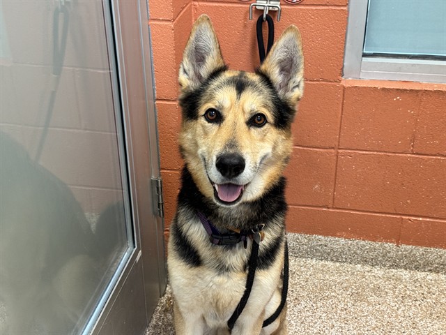 Shelter Stray Male Dog last seen REFUSED, Pueblo, CO 81008