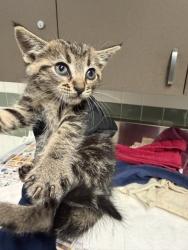 Shelter Stray Unknown Cat last seen , Los Angeles, CA 91405