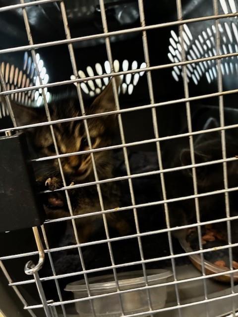 Shelter Stray Unknown Cat last seen Near BLOCK E STATE HWY 96, Pueblo, CO 81008