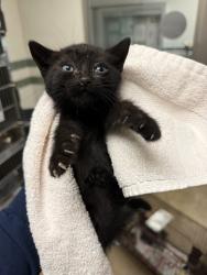 Shelter Stray Unknown Cat last seen , Los Angeles, CA 91405