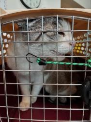 Shelter Stray Unknown Cat last seen Near BLOCK APPLECREST DR, PUEBLO CO 81008, Pueblo, CO 81008