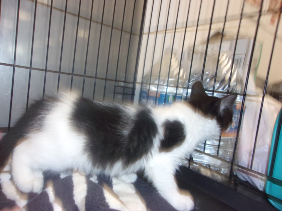Shelter Removed Female Cat last seen , Los Angeles, CA 91405