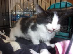 Shelter Stray Female Cat last seen , Los Angeles, CA 91405