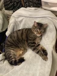 Lost Male Cat last seen He has a big pouch , always on pebble drive st in the lakes hemet west around space 653 his home . , Hemet, CA 92545