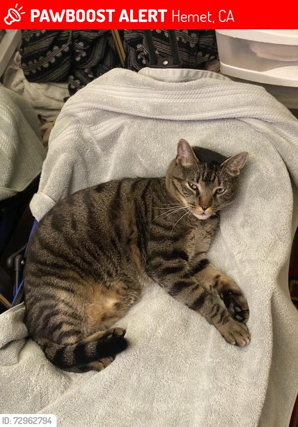 Lost Male Cat last seen He has a big pouch , always on pebble drive st in the lakes hemet west around space 653 his home . , Hemet, CA 92545