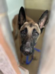 Shelter Stray Male Dog last seen SANTA CAROLINA, Chula Vista, CA 91911