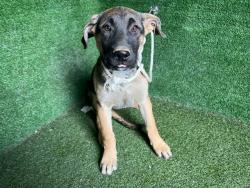 Shelter Stray Female Dog last seen , Quartz Hill, CA 93536