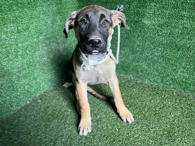 Shelter Stray Female Dog last seen , Quartz Hill, CA 93536