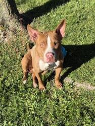 Shelter Stray Male Dog last seen Near BLOCK WAYBURN ST, DETROIT, MI 48224, Detroit, MI 48211