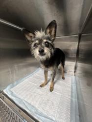 Shelter Stray Male Dog last seen , Chatsworth, CA 91311