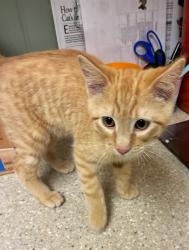 Shelter Stray Male Cat last seen BRIGHTON EAST FARMS NEIGHBORHOOD, Brighton, CO 80601