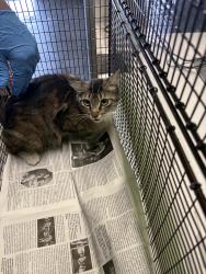 Shelter Stray Female Cat last seen , Los Angeles, CA 90047