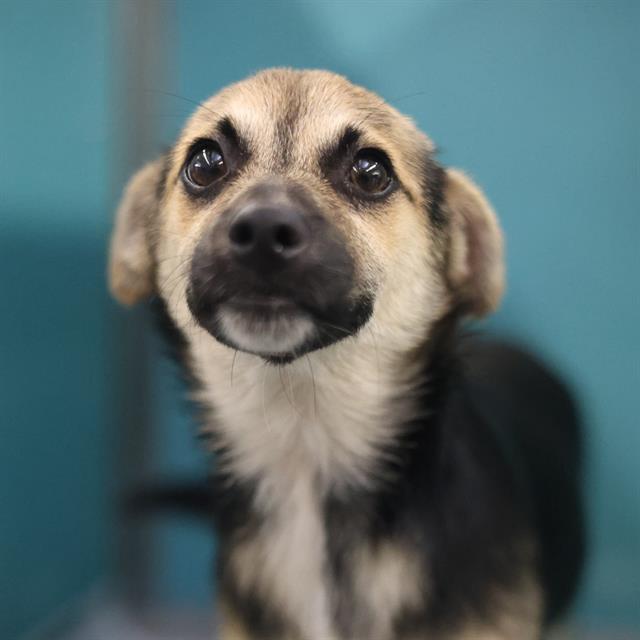 Shelter Stray Male Dog last seen , San Antonio, TX 78227
