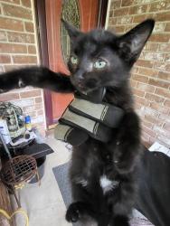 Shelter Stray Female Cat last seen HOPECREST, San Antonio, TX 78227