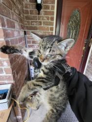 Shelter Stray Male Cat last seen HOPECREST, San Antonio, TX 78227