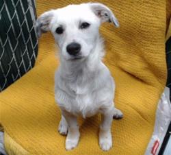 Shelter Stray Female Dog last seen , Downey, CA 90242