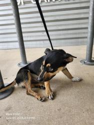 Shelter Stray Male Dog last seen RALPH AVE, San Antonio, TX 78227