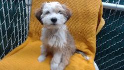 Shelter Stray Female Dog last seen , Downey, CA 90242