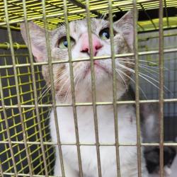 Shelter Stray Male Cat last seen TEMPLE SQUARE, San Antonio, TX 78227