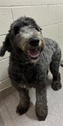 Shelter Stray Female Dog last seen NEW PHROSPECT, Shelby, NC 28150