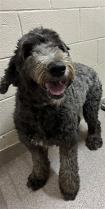 Shelter Stray Female Dog last seen NEW PHROSPECT, Shelby, NC 28150