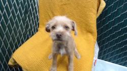 Shelter Stray Female Dog last seen , Downey, CA 90242