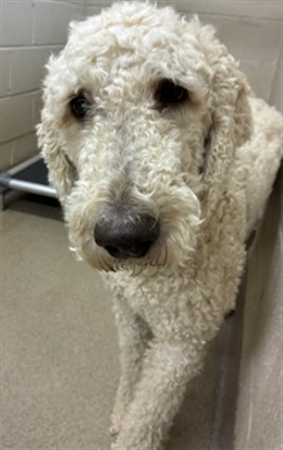 Shelter Stray Male Dog last seen NEW PHROSPECT, Shelby, NC 28150
