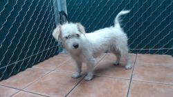 Shelter Stray Female Dog last seen , Downey, CA 90242