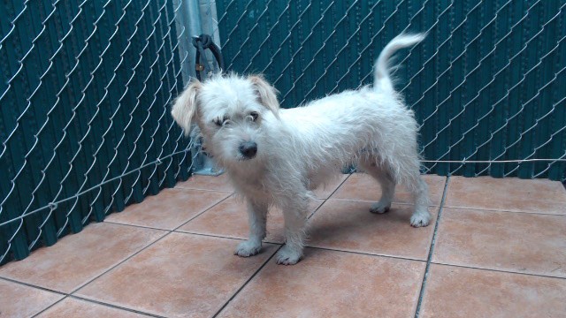 Shelter Stray Female Dog last seen , Downey, CA 90242