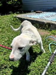 Shelter Stray Male Dog last seen Near BLOCK GRICE ST SHELBY, NC 28150, Shelby, NC 28150