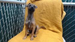 Shelter Stray Male Dog last seen , Downey, CA 90242