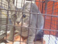 Shelter Stray Female Cat last seen BRADSHAW RD/GOETHE RD, 95827, Sacramento, CA 95827