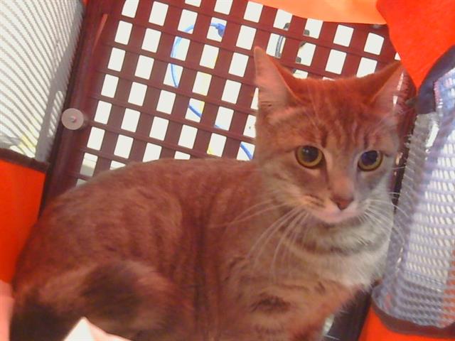 Shelter Stray Female Cat last seen BRADSHAW RD/GOETHE RD, 95827, Sacramento, CA 95827