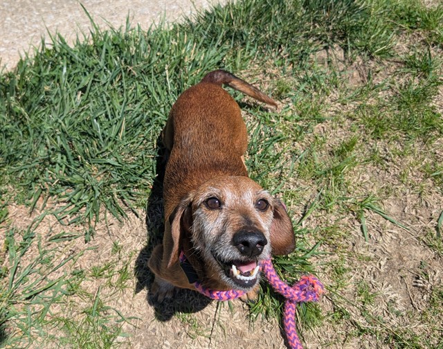 Shelter Stray Male Dog last seen Near BLOCK CORDOBA DR,63033, Olivette, MO 63132