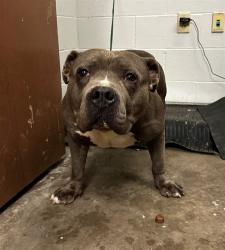 Shelter Stray Male Dog last seen Near BLOCK BAUR BLVD, Olivette, MO 63132