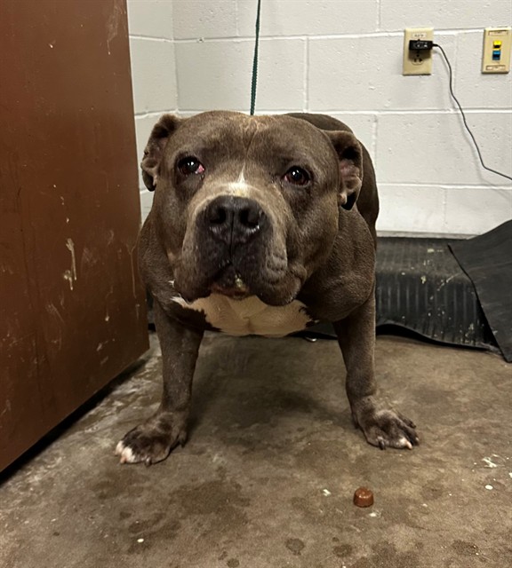 Shelter Stray Male Dog last seen Near BLOCK BAUR BLVD, Olivette, MO 63132