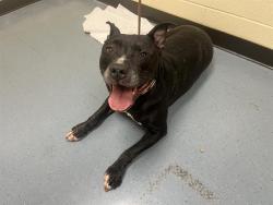 Shelter Stray Male Dog last seen Near BLOCK S ASH ST, DENVER CO 80222, Denver, CO 80223