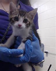 Shelter Stray Male Cat last seen Near BLOCK S FEDERAL BLVD, DENVER CO 80219, Denver, CO 80223