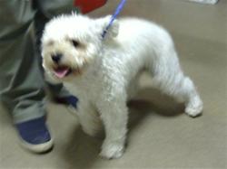 Shelter Stray Male Dog last seen Near BLOCK FEDERAL BLVD, DENVER CO 80221, Denver, CO 80223
