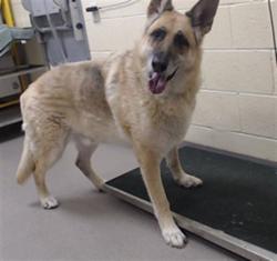 Shelter Stray Male Dog last seen Near BLOCK FEDERAL BLVD, DENVER CO 80221, Denver, CO 80223