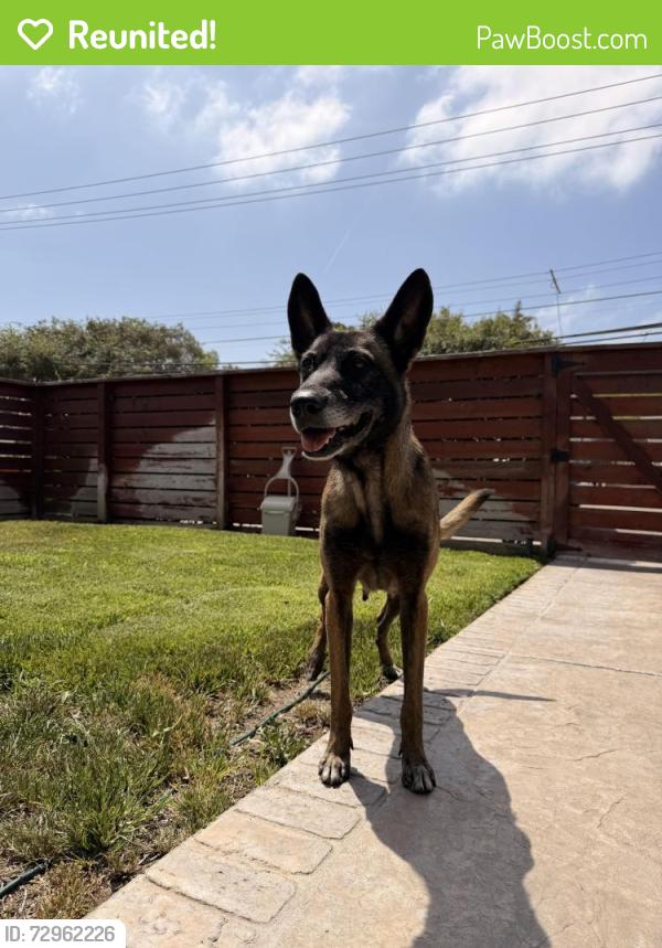 Reunited Female Dog last seen Hilltop Middle School, Chula Vista, CA 91910