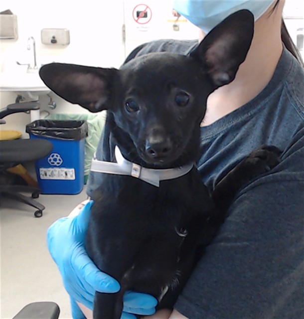 Shelter Stray Male Dog last seen SUPER SAVE (4517 3RD ST), San Francisco, CA 94103