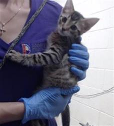 Shelter Stray Male Cat last seen Near BLOCK S FEDERAL BLVD, DENVER CO 80219, Denver, CO 80223