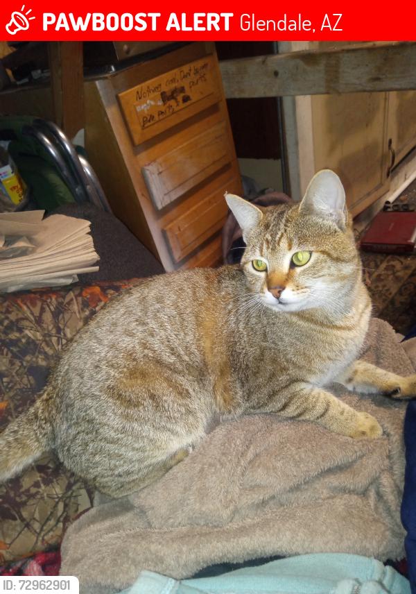 Lost Male Cat last seen 43rd Ave and Pinnacle Peak, Glendale, AZ 85310