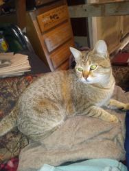 Lost Male Cat last seen 43rd Ave and Pinnacle Peak, Glendale, AZ 85310