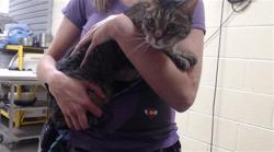Shelter Stray Female Cat last seen Near BLOCK E EVANS AVE, DENVER CO 80222, Denver, CO 80223