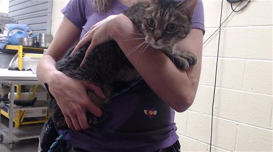 Shelter Stray Female Cat last seen Near BLOCK E EVANS AVE, DENVER CO 80222, Denver, CO 80223