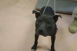 Shelter Stray Male Dog last seen Near BLOCK LA BREW DR, Columbia, SC 29209